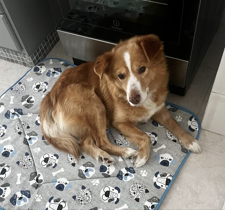 Toby procura família (adoção urgente)