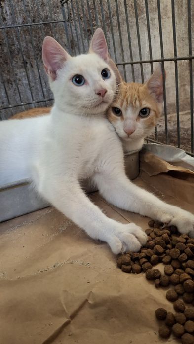 Gata amarela para adoção