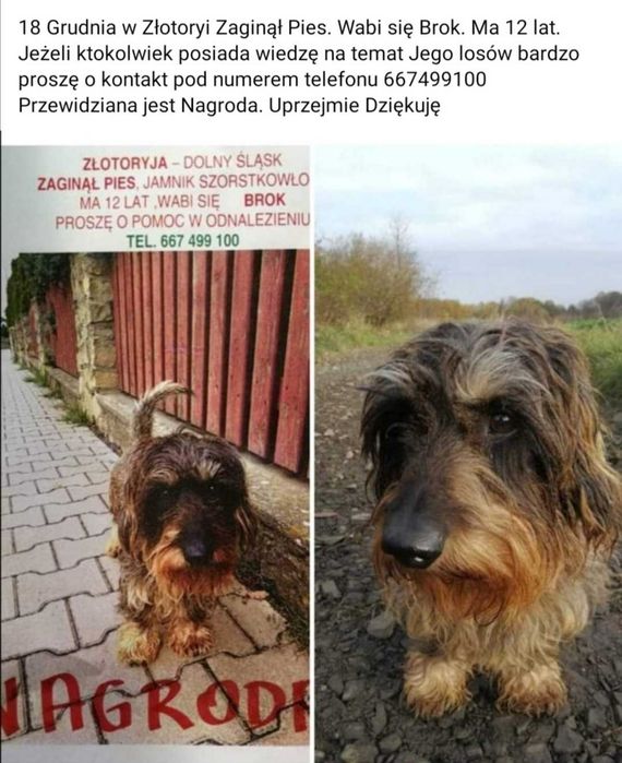 Złotoryja Dolny Śląsk Zaginął Piesek Jamnik