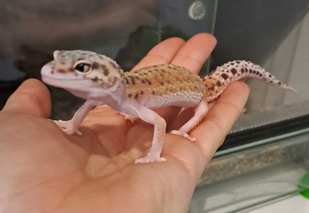 Gekon lamparci - sklep zoologiczny z PAWIK Rzeszów
