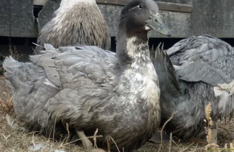 Голубий Фаворит інкубаційні яйця