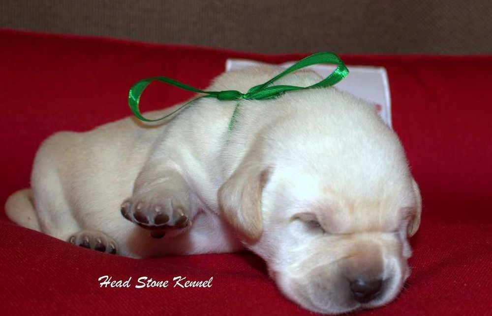 Лабрадор ретривер КСУ