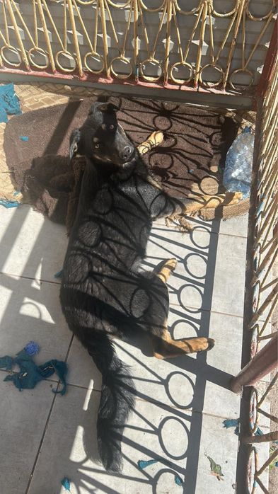 Собачки шукають люблячу сімʼю