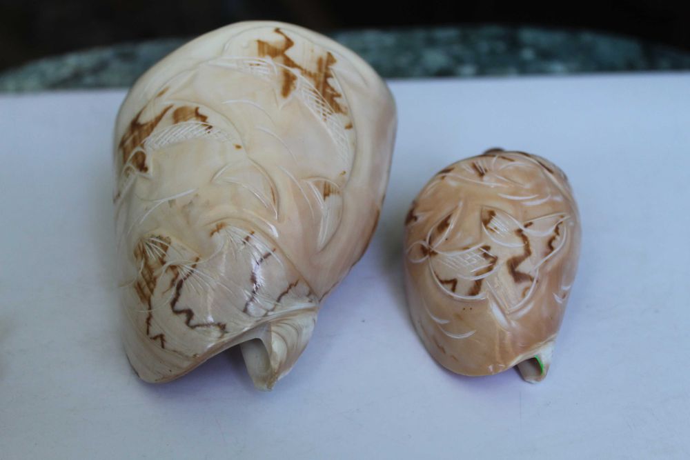 Ракушки с дельфинами