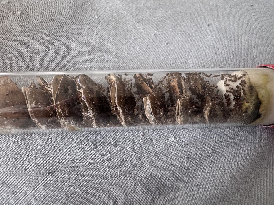 Mrowki lasius neglectus 20 królowych + 1000 robotnic