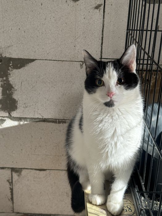 Кошеня в добрі руки