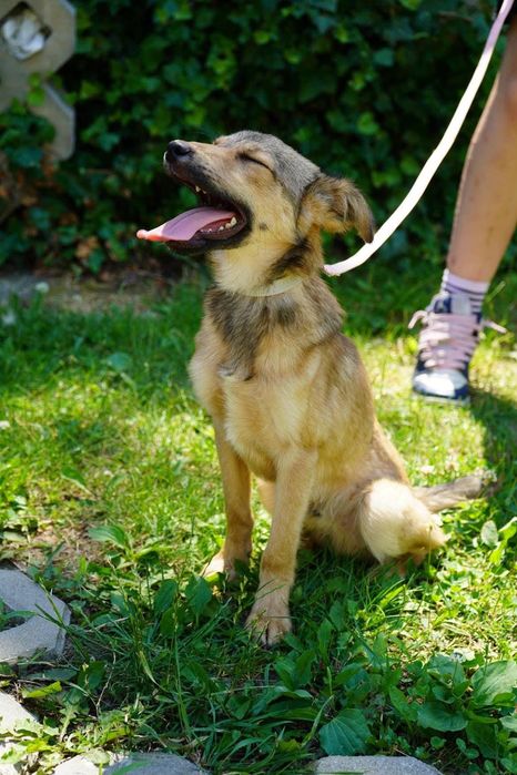 Pies szczeniak do adopcji 7 miesięcy Benji