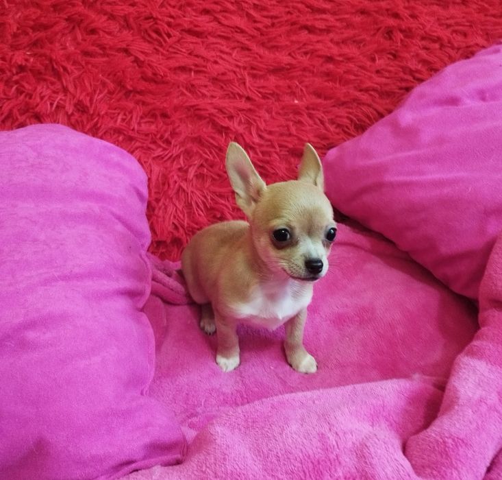 Chihuahua miniaturowa suczka