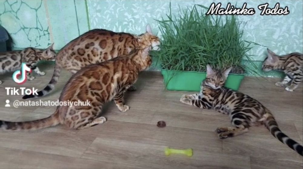 Шустрі позитивчики кошенята Бенгали