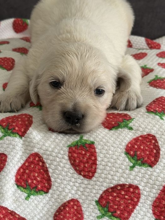 Golden retriever piesek z rodowodem FCI/ ZKwP