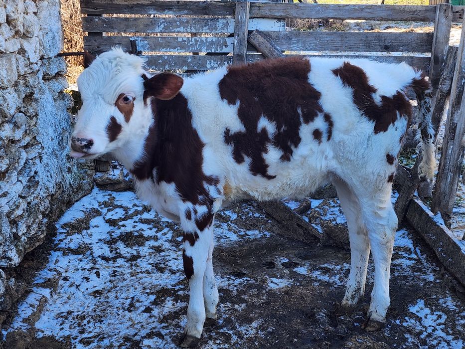 ТЕЛИЦЯ, 120 діб, випоєна