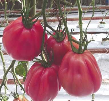 rozsada pomidora Rosamunda F-1 typu malinowy bawole serce