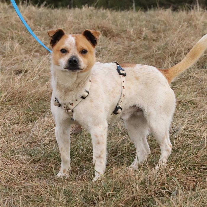 Do adopcji - MANGO