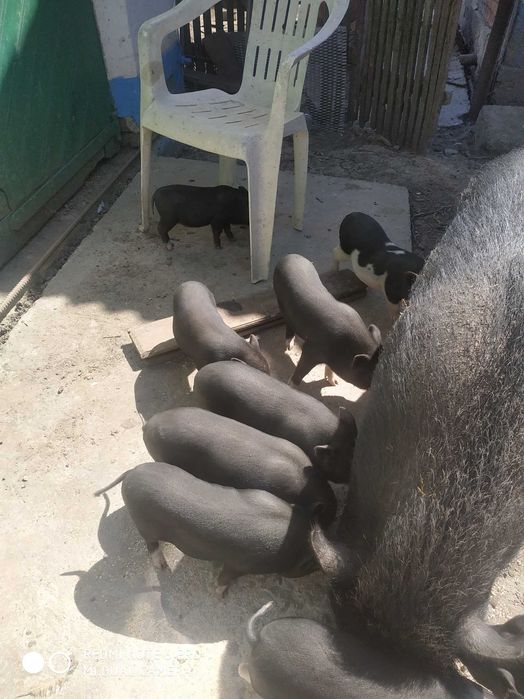 В*єтнамські поросята .льошки з поросятами