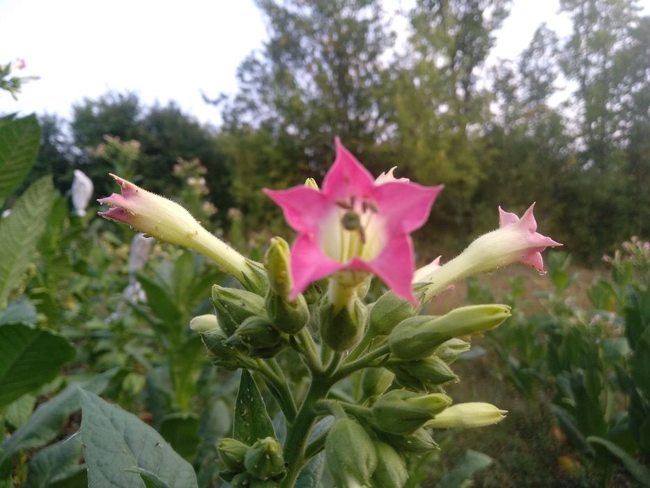 Насіння тютюну 82 сортів семена табака