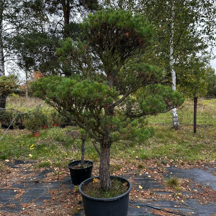 Drzewka Bonsai Niwaki / Sosny – egzemplarze od ogrodnika-pasjonata