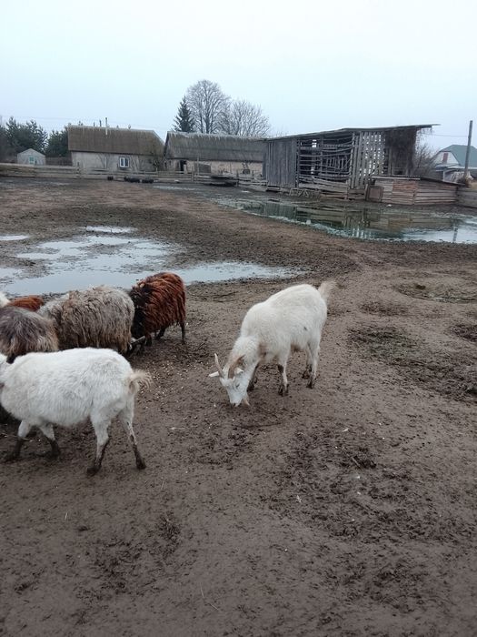 В'єтнамські свинки