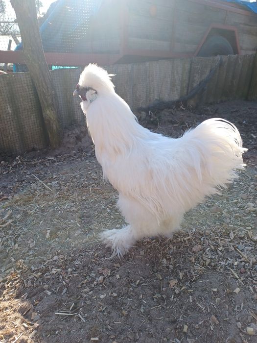 Sprzedam koguty silki I jaja lęgowe