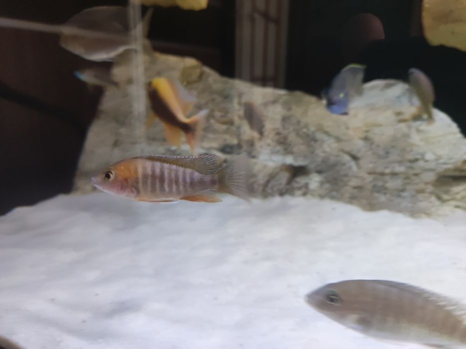 Aulonocara jacobfreibergi eureka