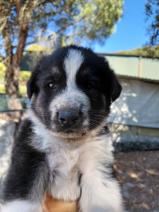 Doa-se filhotes de cachorro.