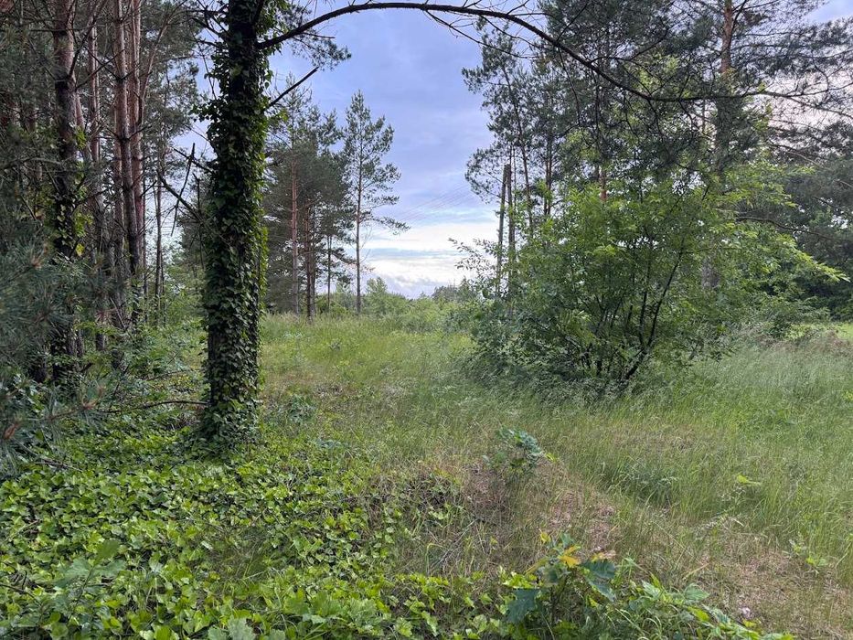Ławiczno Dwór i Las - Debówiec działka budowlana - View 4