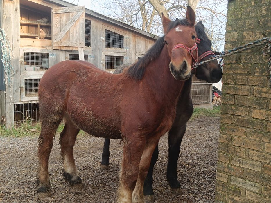 Ogierki gniady i siwy