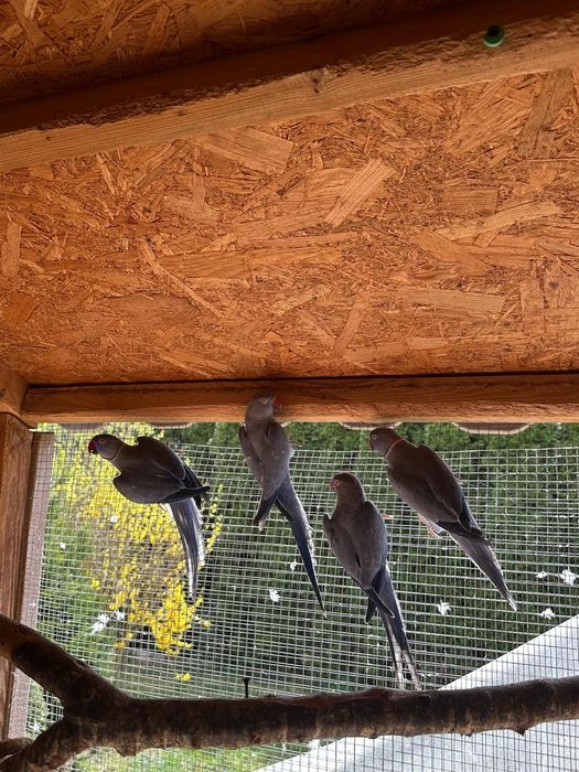 Aleksandretta  aleksandretty i inne