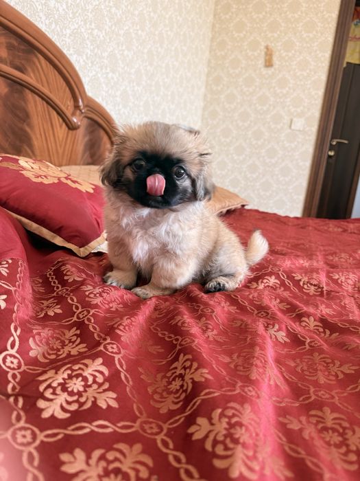 Чудова пекінесочка!!