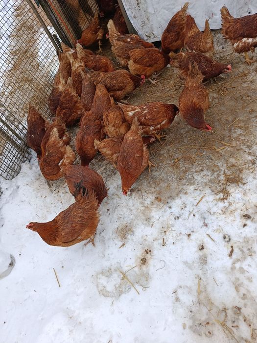 Kury nioski z własnej hodowli