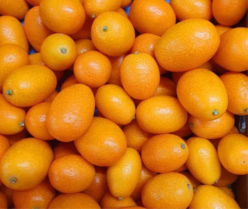 Kumquats Citrinos da Prosperidade Japão - Enxertados