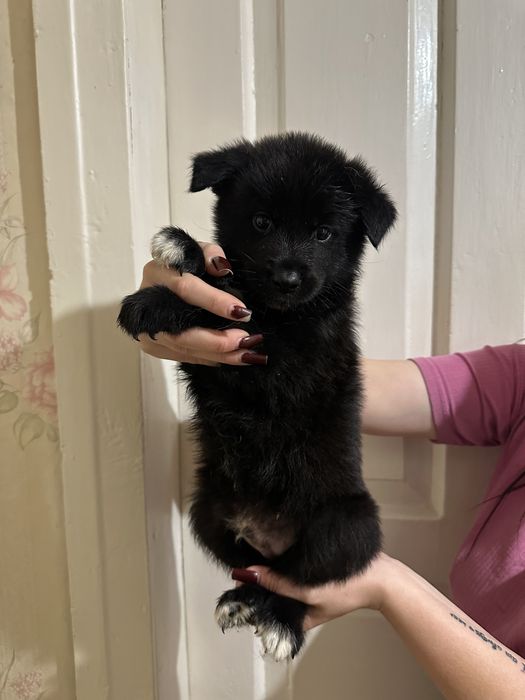 Щенки Акита-ину