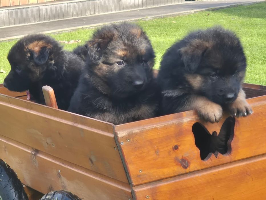 Owczarek niemiecki suczka