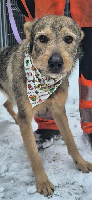 Wesoły roczny psiak do adopcji