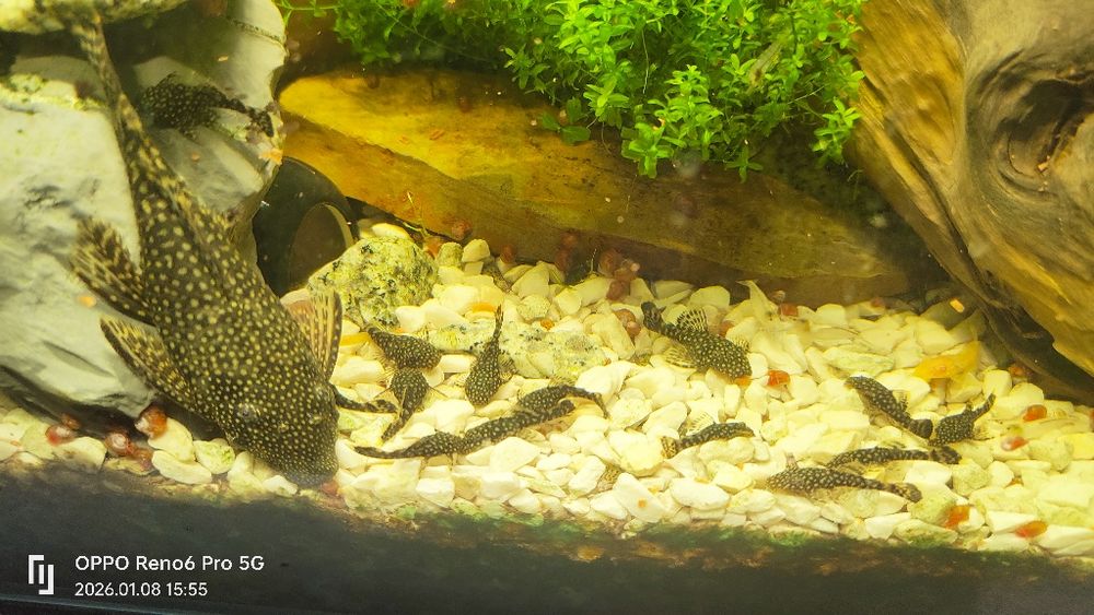 Glonojady, zbrojniki 5 sztuk rozmiar około 3 cm