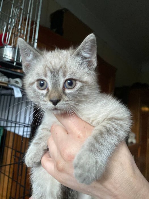 Кошеня маленький котик 2 міс
