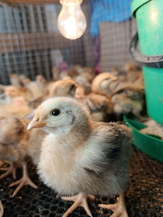 Підрощені ( місячні) курчата  триколор мастер грей голошийка