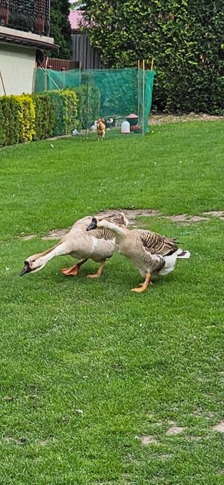 Gęś, Łabędziogęś para