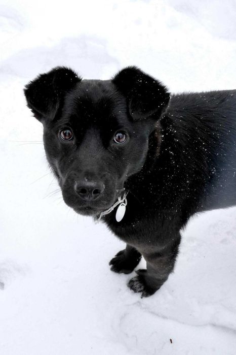 Mlodziutki piesek Luluś szuka domu!