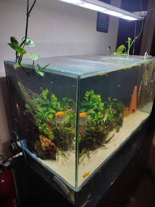 Aquário completo 100cm 50cm 50cm