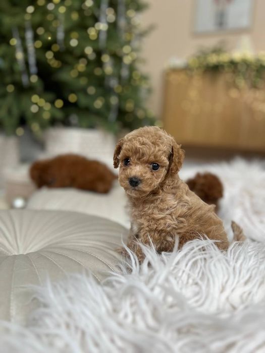 Мальтіпу та той-пудель