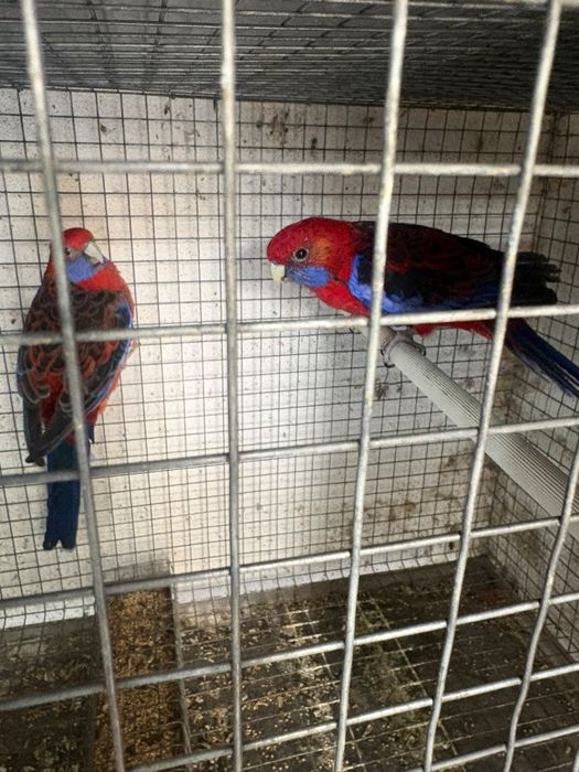 Casais de aves reprodutoras