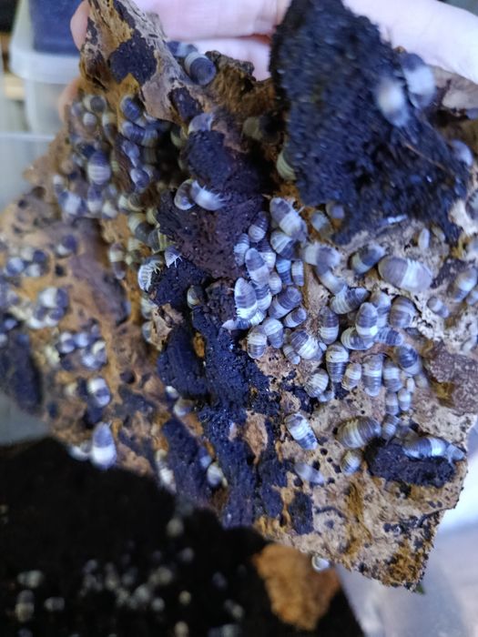 Cubaris Panda King ekipa sprzątająca do terrarium