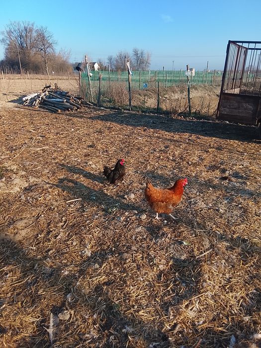 Kogut z 2025r ozdobny