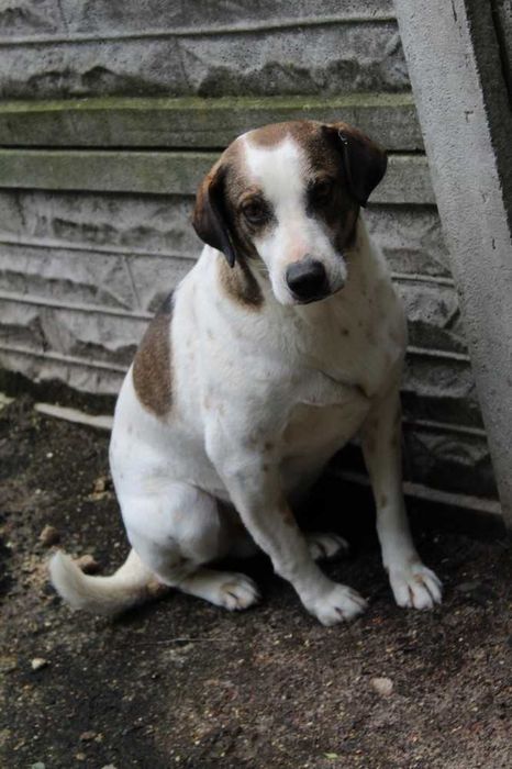 014895 Rogaś do adopcji