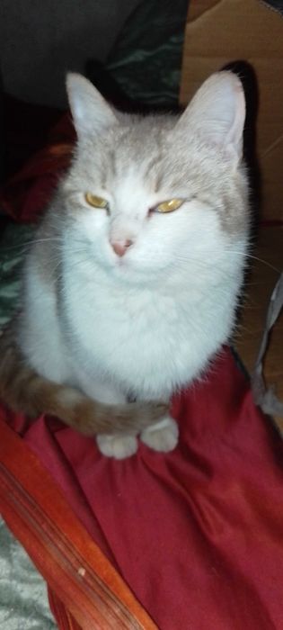 Коти в добрі руки