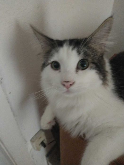 Dois gatos da raça Floresta Norueguesa, castrados, para adoção responsável