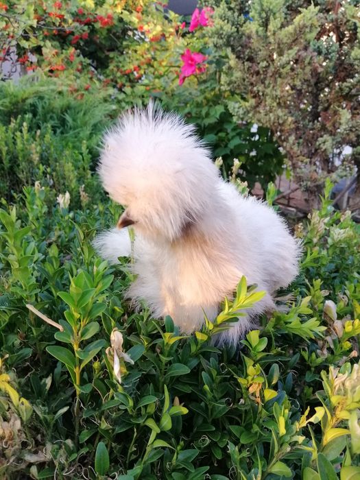 Китайские шелковые куры инкубационное яйцо