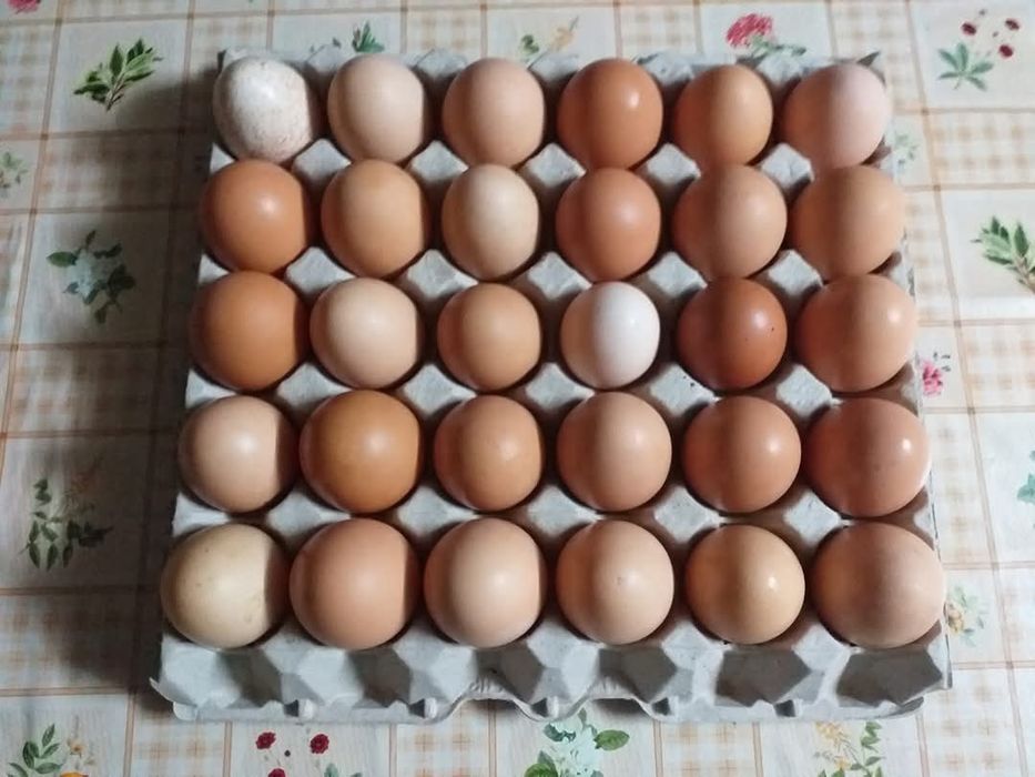 Ovos frescos de várias raças para incubação.