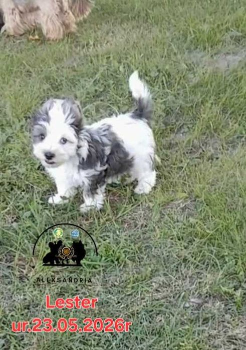 Yorkshire terrier Chłopczyk blueberry Lester