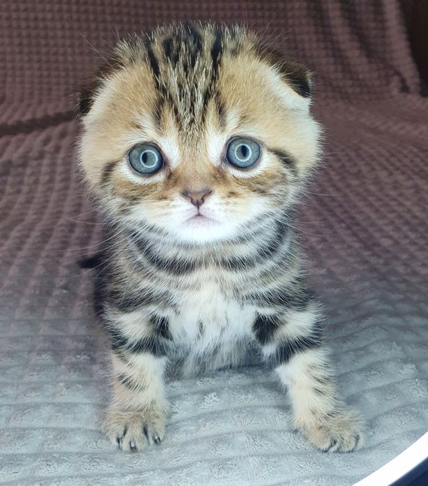 Ідеальний фолд з документами